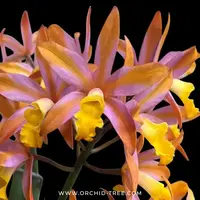 Cattleya (Ctt.) Magic Bell 'New Trick' HCC/AOS Orchid Plant - BS