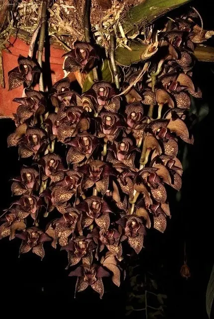 Grammatophyllum stapeliiflorum