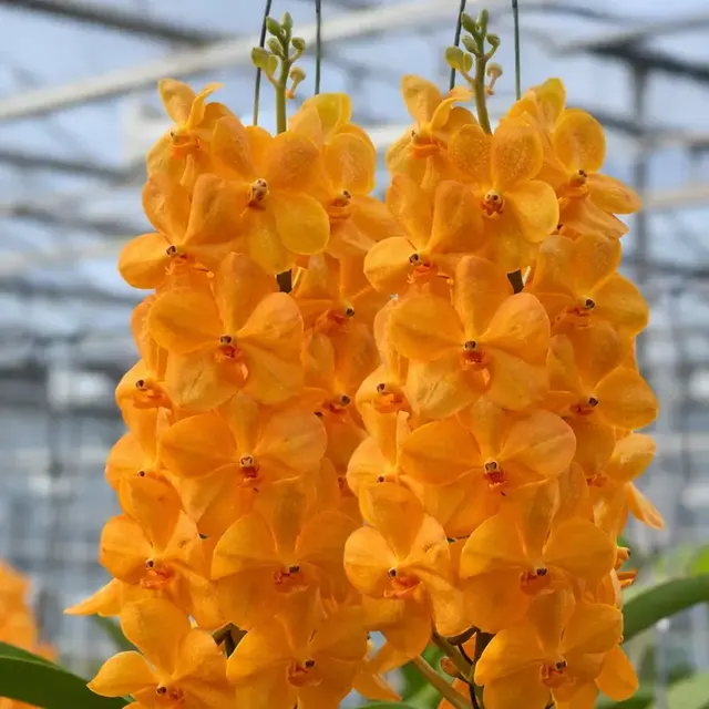 Vanda Orange Fah (Vanda)