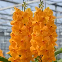 Vanda Orange Fah Blooming Size