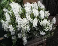 Den. (Dockrillia) Wassellii