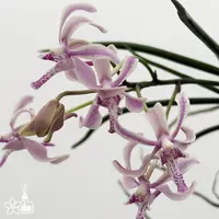 [Bare-root] #VA# Paravanda Athena Von Fox [2.8" BS][Oct in stock 26]