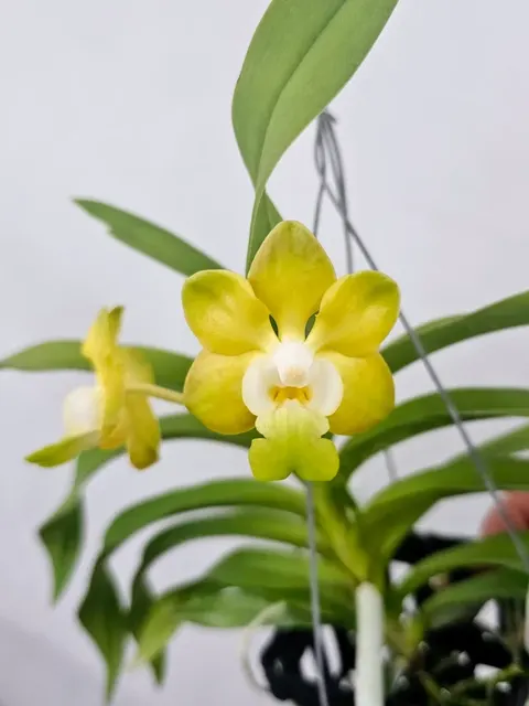 Vanda denisoniana (Vanda)