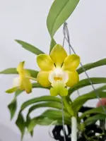 Vanda denisoniana