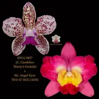 Cattleya Orchid Hybrid SVO11807 (C. Caudebec 'Marty's Orchids' x Slc. Angel Eyes 'SVO II' HCC/AOS)