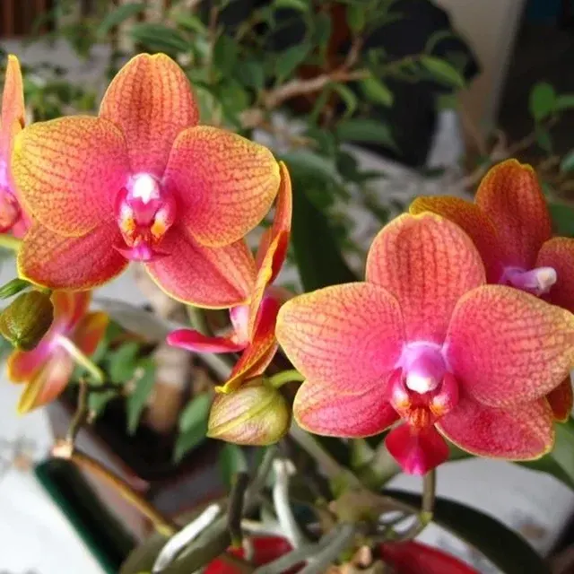 Phalaenopsis Tiger Feet