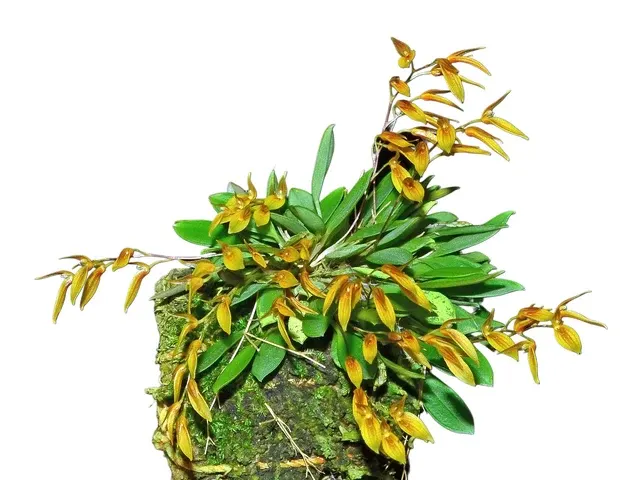 Specklinia kakabadsei (Specklinia)