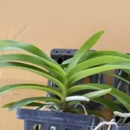 Vanda denisoniana 'orange' × sib (Vanda)