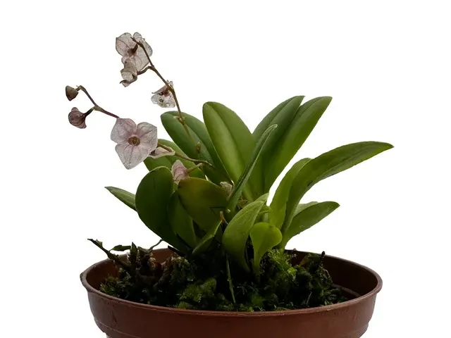 Stelis dactyloptera (Stelis)