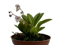 Stelis dactyloptera