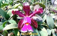 C. schilleriana x sib 1 (TSG136) (Cattleya - - schilleriana )