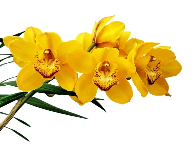 Cymbidium Gladys Eljuri (Cymbidium)