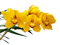 Cymbidium Gladys Eljuri