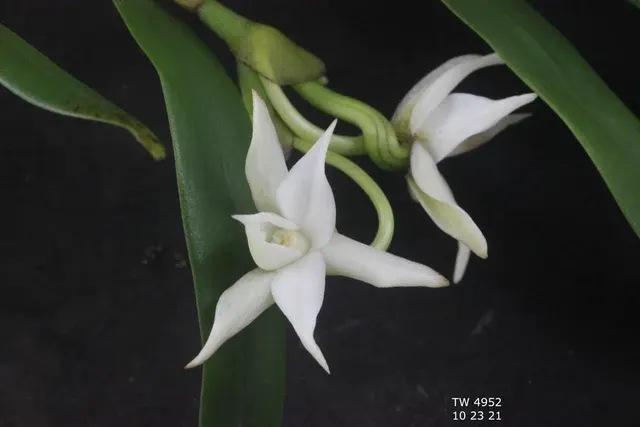 Angraecum dendrobiopsis (Angraecum)