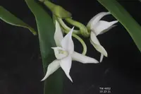 Angraecum dendrobiopsis