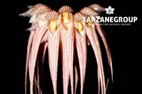 BULBOPHYLLUM / CIRRHOPETALUM SANGUINEOPUNCTATUM SMALL ORCHID MOUNTED