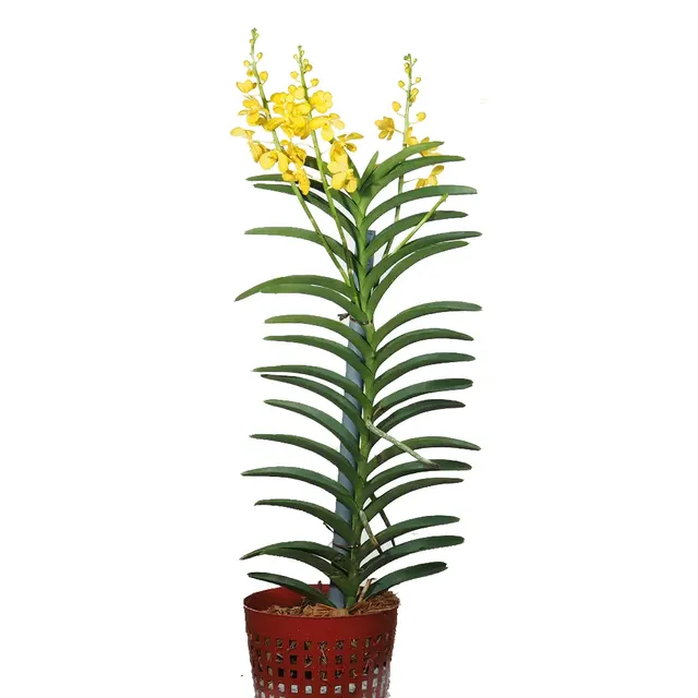Noid Aranda (Aranda)