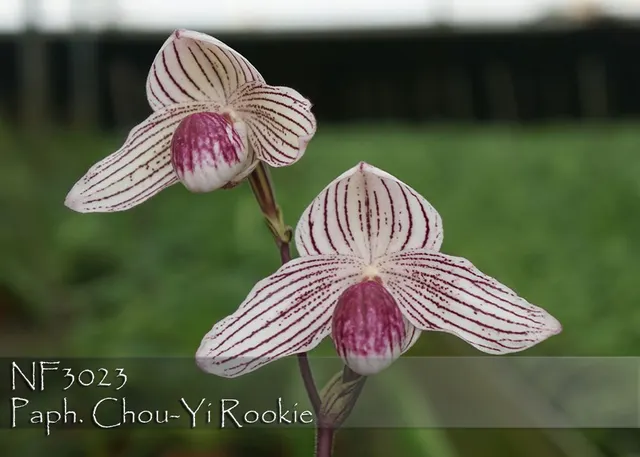 Paphiopedilum Chou-Yi Rookie ', Note: Amazing Strain'