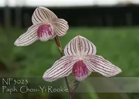 Paph. Chou-Yi Rookie ', Note: Amazing Strain' (thaianum ' Pearl' x rothschildianum ' Rex' FCC/AOS)