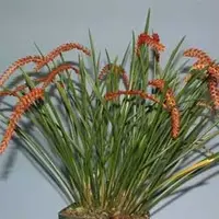 Dendrochilum wezelii red — Cal-Orchid Inc.