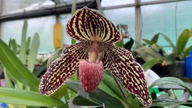 Paphiopedilum Hiro Luna X Rothschildianum (Paphiopedilum)