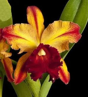 Cattleya Alliance - Blc. Toshie Aoki AM/AOS 'Pizzaz'