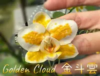 Phalaenopsis Yaphon Golden Leopard ‘Golden Cloud’