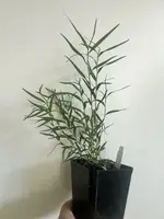 Dendrobium Orchid Plant 4" Pot Rare Dendrobium papillo Slender-Leaved Deciduous Orchid for Home or Garden Display