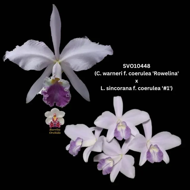 Laeliocattleya Samba Crown (Laeliocattleya)