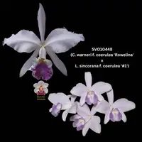 Cattleya Orchid SVO10448 (C. warneri f. coerulea 'Rowelina' x L. sincorana f. coerulea 'SVO') — 50mm
