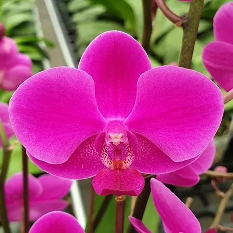Phalaenopsis Queen Beer