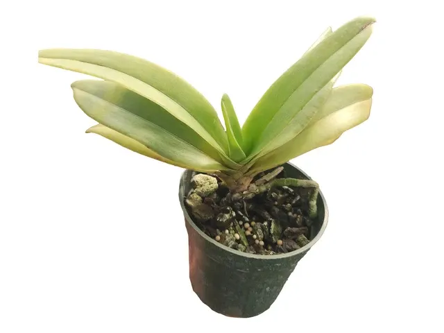 Vandopsis gigantea x self