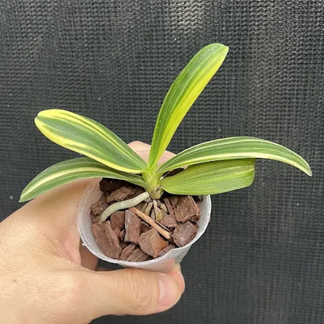 Sedirea japonica 'Nagoran Shima' (Sedirea)