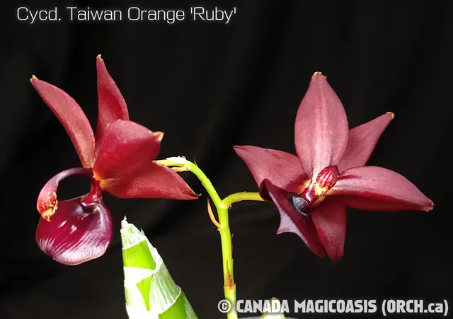 Cycnodes Taiwan Orange 'Ruby' (Cycnodes)