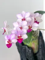 Phal. Liu's Cute Angel