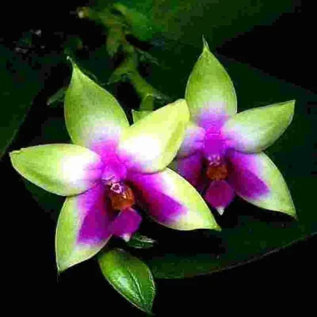 Phalaenopsis violacea fma bornei sp (Phalaenopsis)
