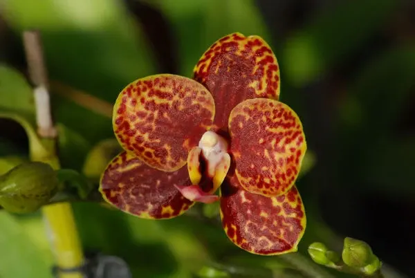 Phalaenopsis LITTLE TIGER