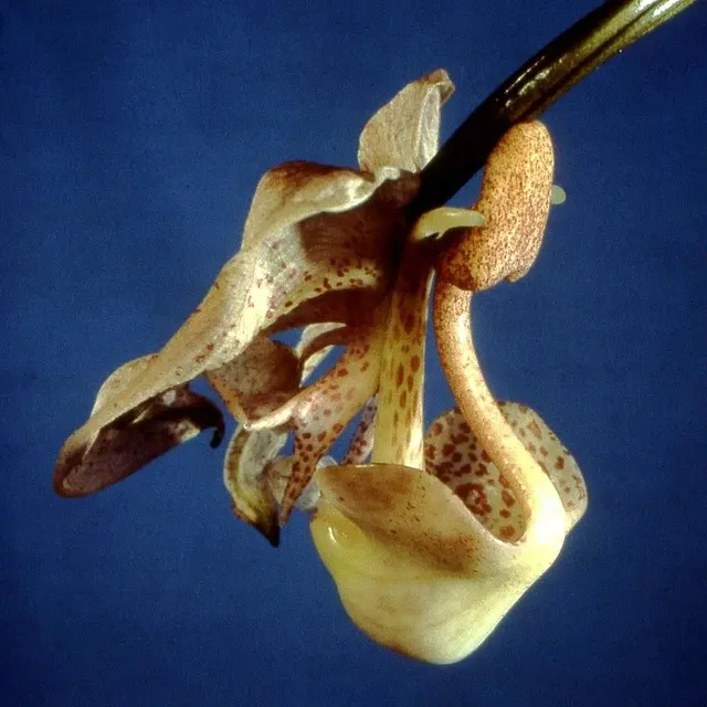Coryanthes macrocorys x self 'May'