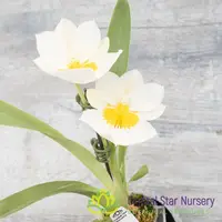 Miltoniopsis Snow Charm 'Mauna Kea' AM/AOS (H004) — 2.5" Pot / Without Spike