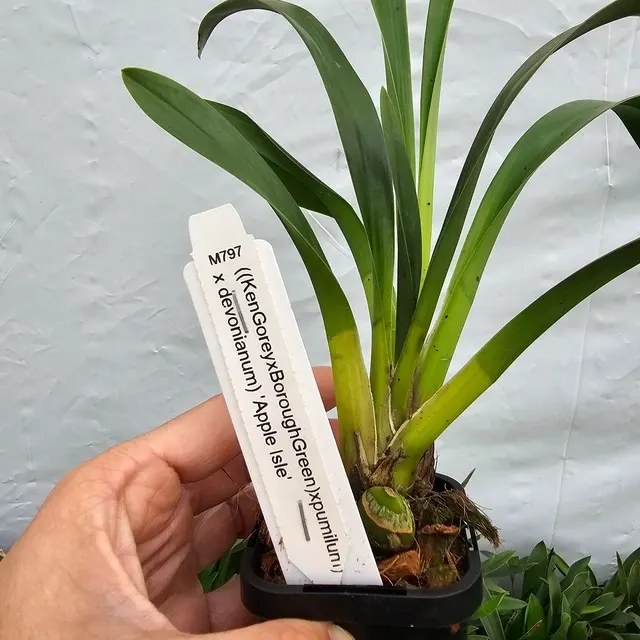 Cymbidium x pumilum 'Apple Isle'