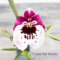 Miltoniopsis Lila Fearneyhough 'Ethel' (H949/H002) — 1.7" Pot Oversized / Without Spike