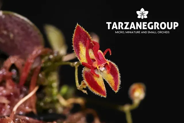 Lepanthes minetii (Lepanthes)