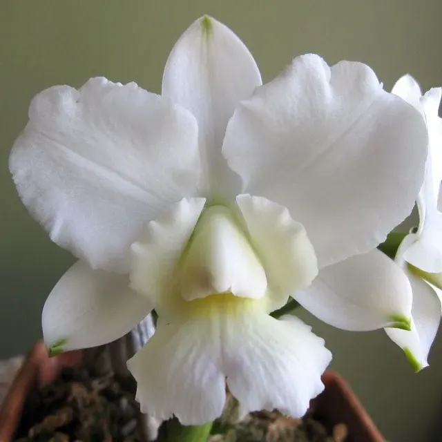 Cattleya walkeriana var alba