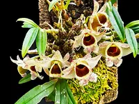 Dendrobium hekouense FS mounted