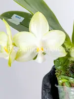 Phal. Patti Lee 'Moonlight'