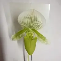 Paph. Vert X Paph. Emerald - BS