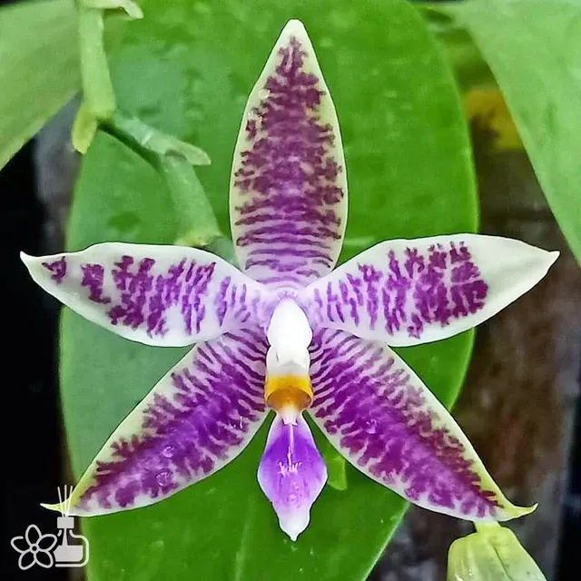 Phalaenopsis KS Blue Ludde