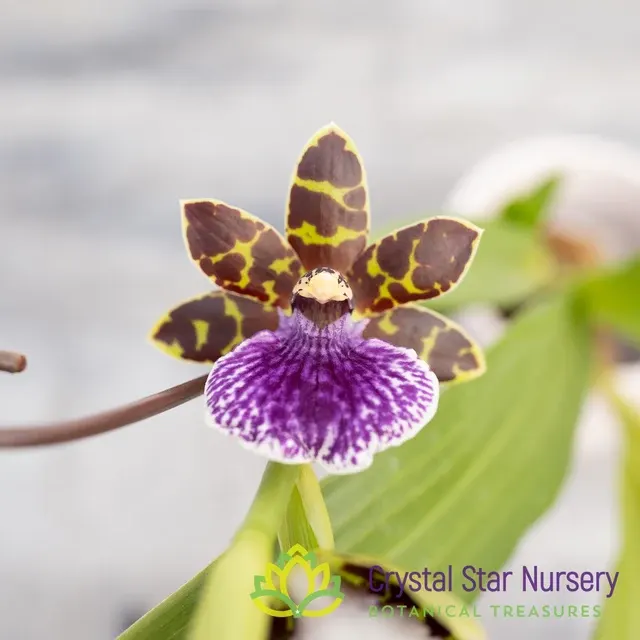 Zygopetalum Jumpin' Jack (Zygopetalum)