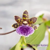 Zygopetalum Jumpin' Jack (H045)