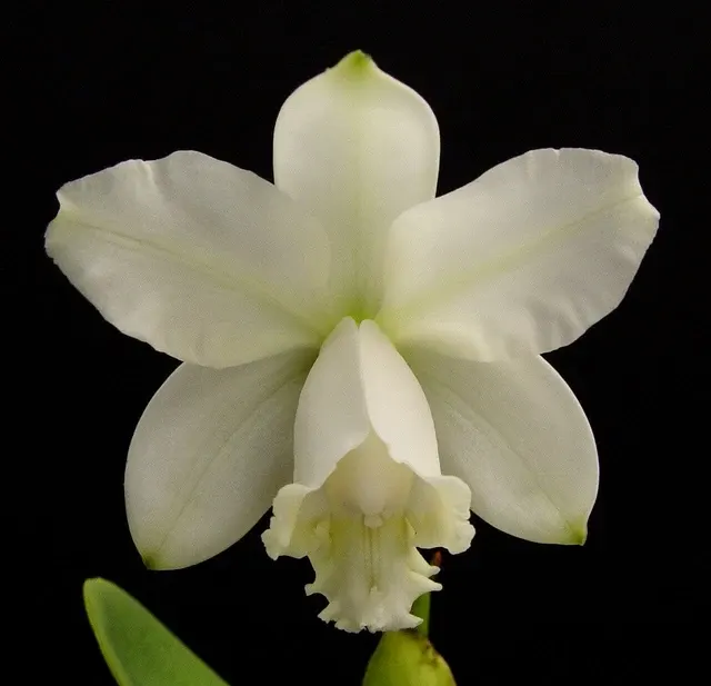 Cattleya loddigesii var alba